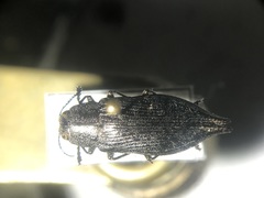 Poecilonota cyanipes