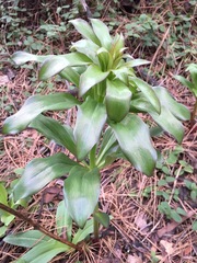 Lilium humboldtii