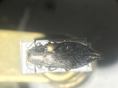 Poecilonota cyanipes