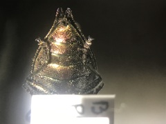 Poecilonota cyanipes