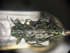 Chrysobothris verdigripennis