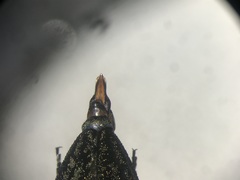 Chrysobothris verdigripennis