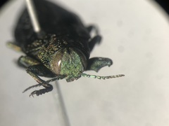 Chrysobothris verdigripennis