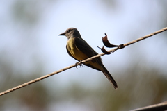 Tyrannus melancholicus