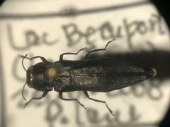 Agrilus anxius