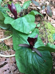 Trillium kurabayashii