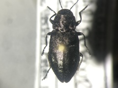 Phaenops drummondi