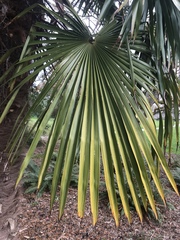 Trachycarpus