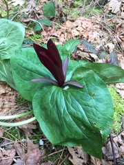 Trillium kurabayashii