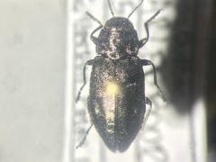 Phaenops drummondi