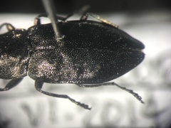 Phaenops drummondi