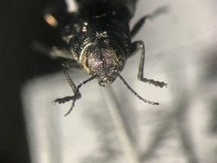 Phaenops drummondi