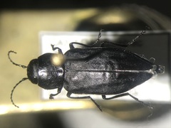 Melanophila acuminata