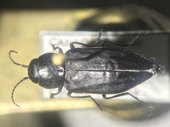 Melanophila acuminata