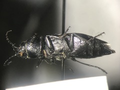 Melanophila acuminata