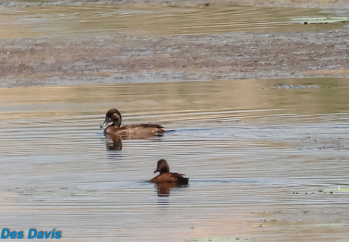 iNaturalist image