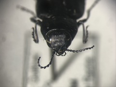 Melanophila acuminata