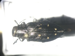 Phaenops fulvoguttata