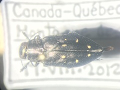 Phaenops fulvoguttata