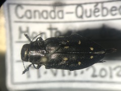 Phaenops fulvoguttata