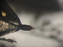 Phaenops fulvoguttata