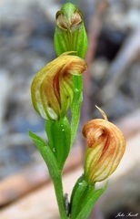 Pterostylis crebra