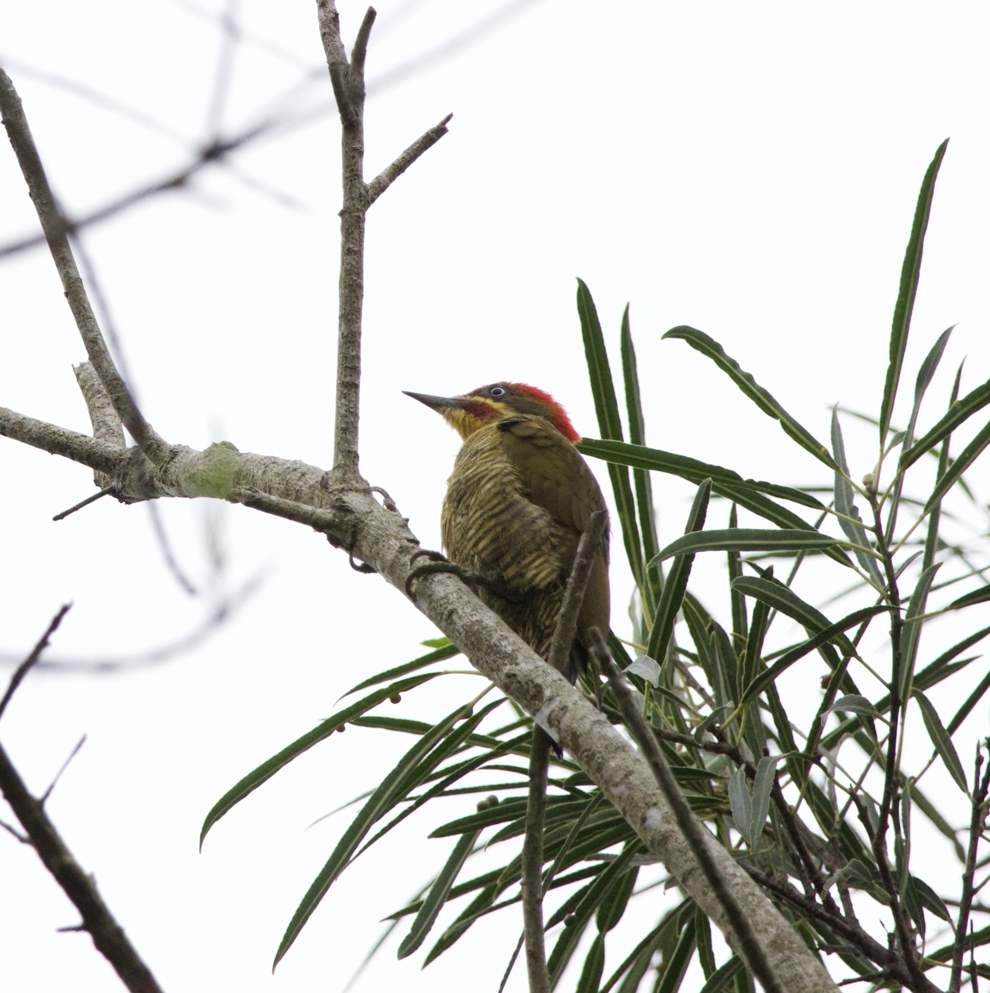 Golden-green Woodpecker (Piculus chrysochloros), photo 5