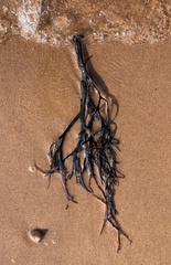 Ascophyllum nodosum