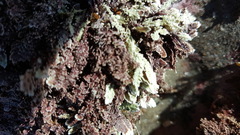 Arthrocardia corymbosa