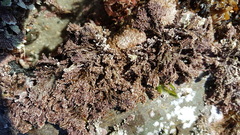 Arthrocardia corymbosa