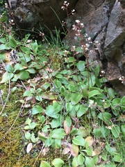 Micranthes californica