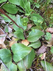 Micranthes californica