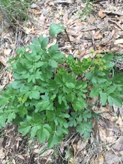 Tauschia hartwegii