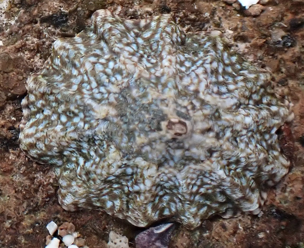 Lottia turveri