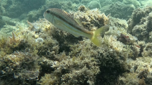 Mullus surmuletus