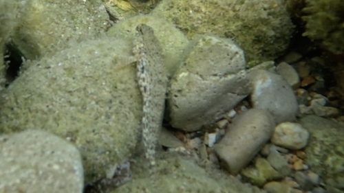Gobius incognitus