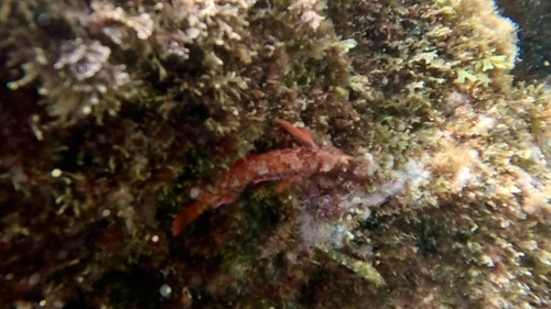 Tripterygion tripteronotum