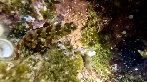 Parablennius gattorugine