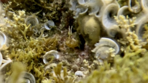 Parablennius incognitus