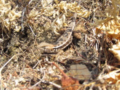 Sceloporus utiformis