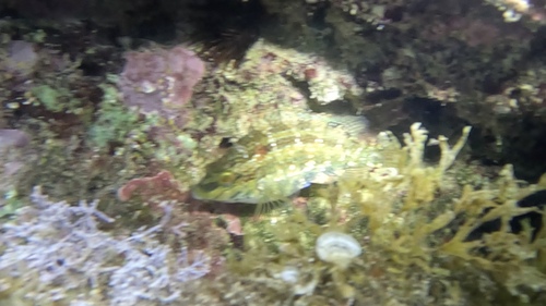 Symphodus roissali