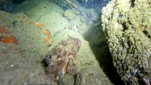 Scorpaena porcus