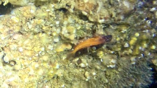 Microlipophrys nigriceps