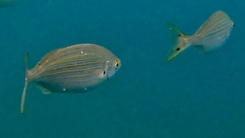 Sarpa salpa