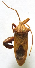 Melucha quadrivittis