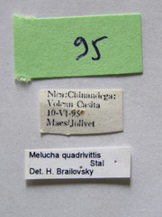 Melucha quadrivittis