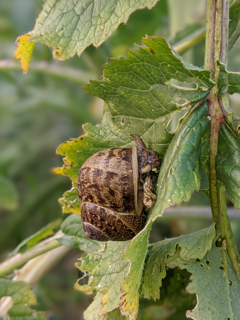Garden Snail from San Diego County, USCA, US on March 29, 2020 at 0639 PM by flyingmosquito