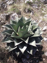 Agave ovatifolia