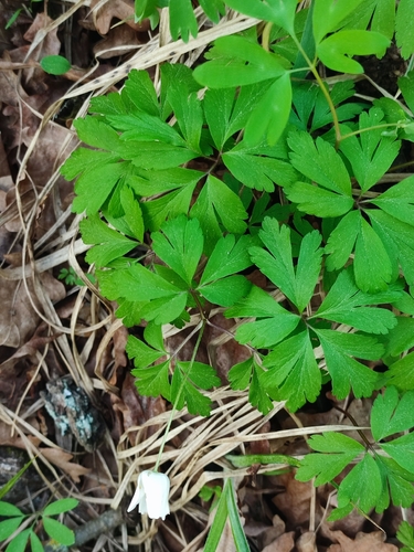 wood anemone