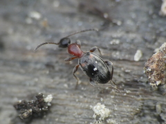 Anthelephila pedestris